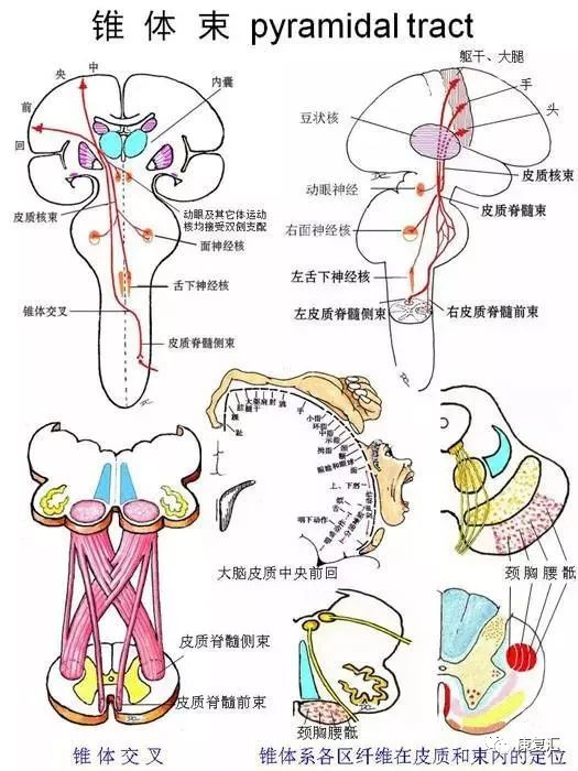 威斯尼斯wns888入口