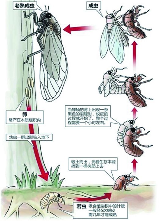 威斯尼斯wns888入口下载